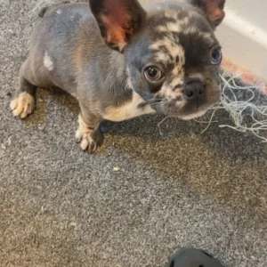 11-week-old puppy - Image 4