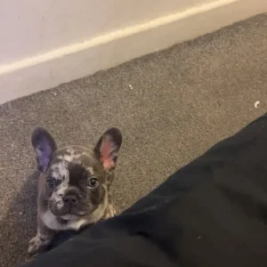11-week-old puppy