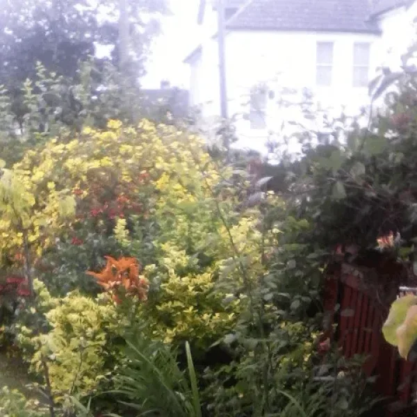 Council Garden Flat Swap – 1 Bed, Male Tenant Preferred