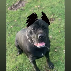 Female cane corso for rehoming - Image 3