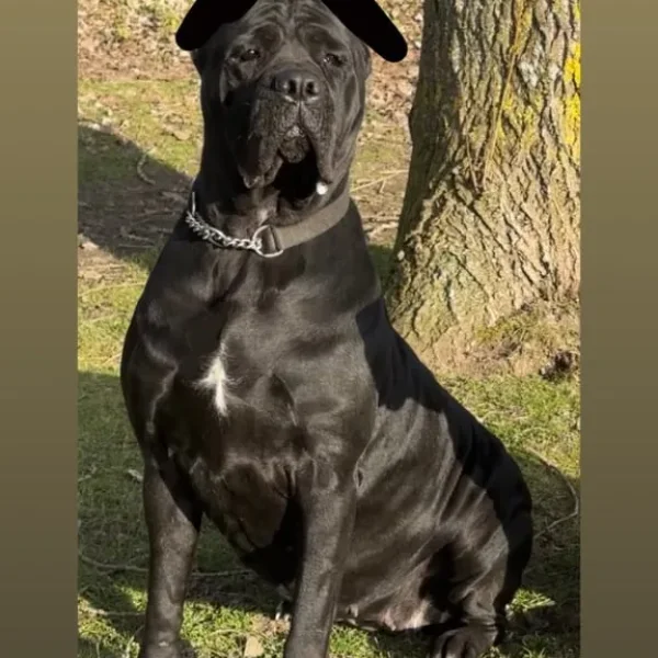 Female cane corso for rehoming