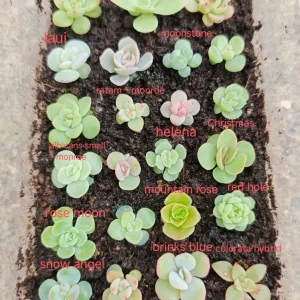 25 rare baby succulent plant bundle