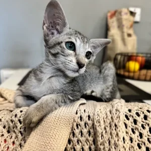 10-week-old silver tabby Oriental boy - Image 2