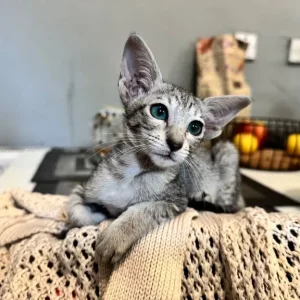 10-week-old silver tabby Oriental boy