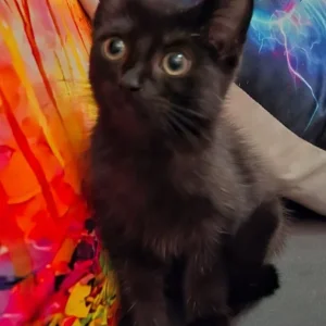 Two black kittens and a tabby - Image 2
