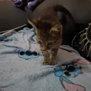 Two black kittens and a tabby - Image 3