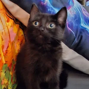 Two black kittens and a tabby - Image 4