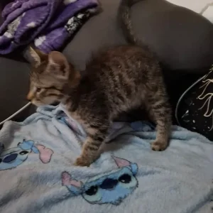 Two black kittens and a tabby