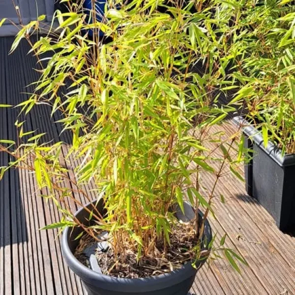 Bamboo plant in pot