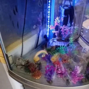 Fish tank, stand & extras - Image 3