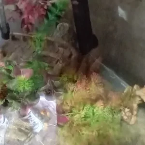 Fish tank, stand & extras - Image 5