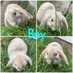 Mini lop bunnies - Image 2