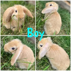 Mini lop bunnies - Image 3