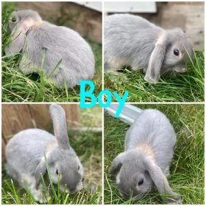 Mini lop bunnies - Image 4
