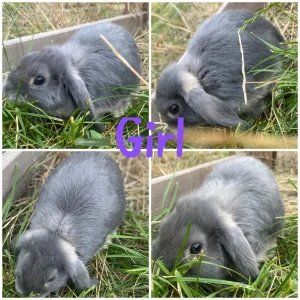Mini lop bunnies - Image 5