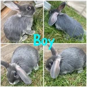 Mini lop bunnies - Image 6