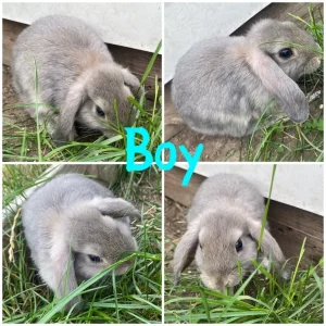 Mini lop bunnies - Image 7