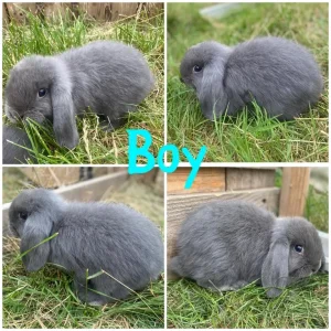 Mini lop bunnies - Image 8
