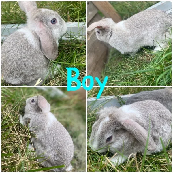 Mini lop bunnies