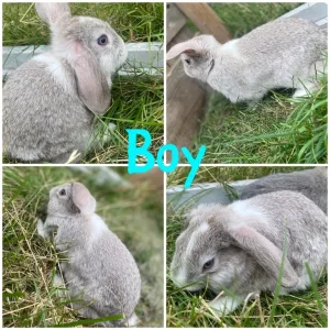Mini lop bunnies