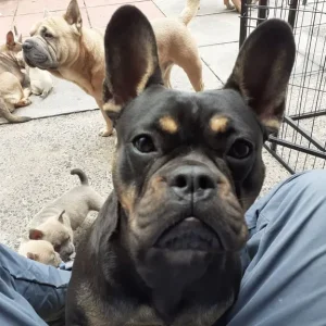 French bulldog puppies - Image 2