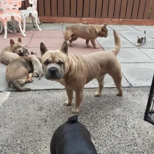 French bulldog puppies - Image 3