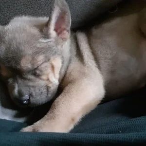 French bulldog puppies - Image 4