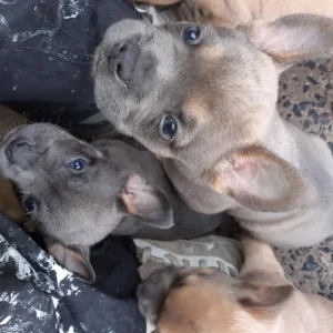 French bulldog puppies - Image 7