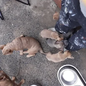 French bulldog puppies - Image 8