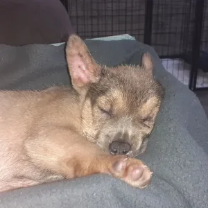 French bulldog puppies