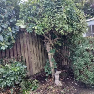 Lady Gardener - Image 3