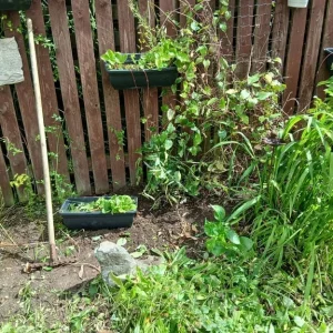 Lady Gardener - Image 4