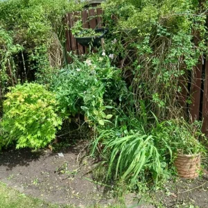 Lady Gardener - Image 5