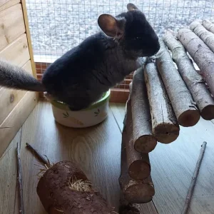 Young Chinchillas - Image 4