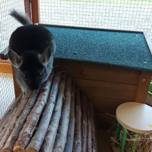 Young Chinchillas - Image 5