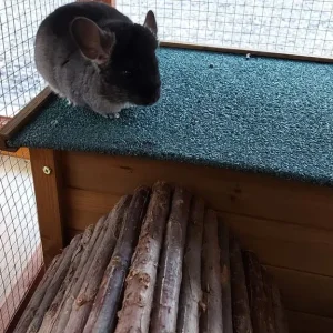 Young Chinchillas - Image 6