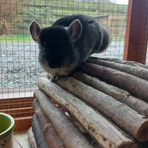 Young Chinchillas