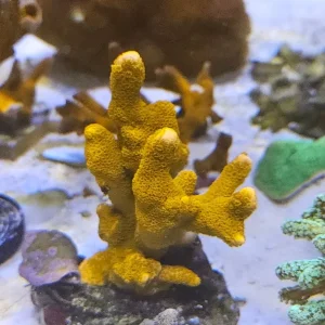 Various coral frags and colony marine - Image 2