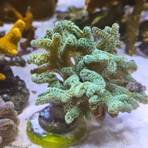 Various coral frags and colony marine - Image 3