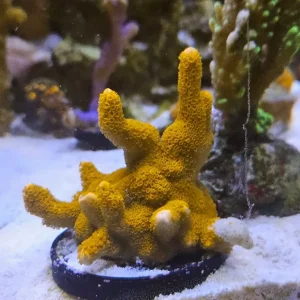 Various coral frags and colony marine - Image 4