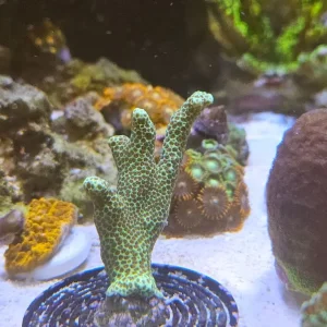 Various coral frags and colony marine - Image 5