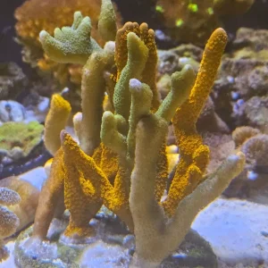 Various coral frags and colony marine - Image 7
