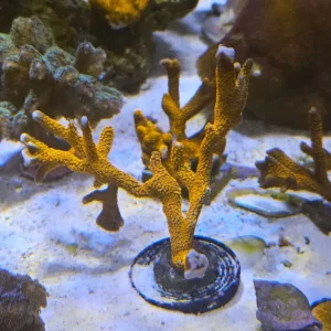 Various coral frags and colony marine