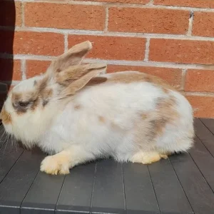 9-month-old Lionhead cross Lop female - Image 2