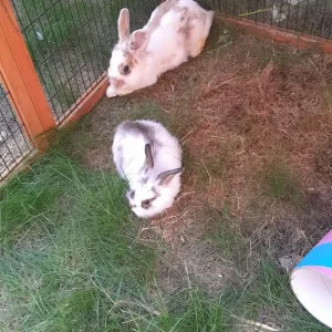9-month-old Lionhead cross Lop female - Image 3