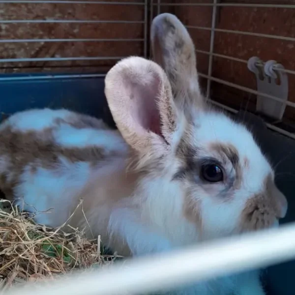 9-month-old Lionhead cross Lop female