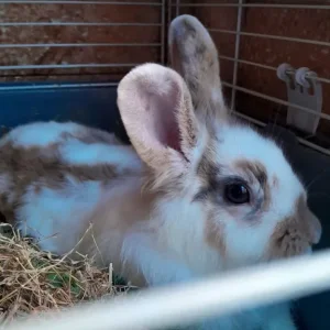 9-month-old Lionhead cross Lop female