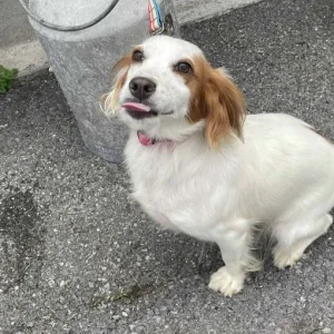 Chi Spaniel Puppies - Image 7
