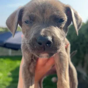 Terrier cross puppies (bull Wheaton greyhound) - Image 2
