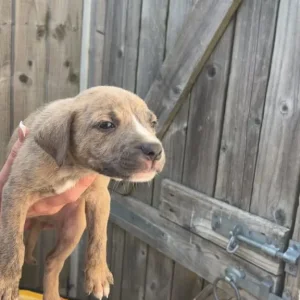 Terrier cross puppies (bull Wheaton greyhound) - Image 3